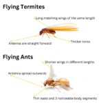 Flying Termites: Their Importance and How to Address Them