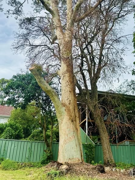 Spotted Gum Tree Hit by Lightning in Adamstown Heights