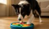 Border Collie Mental Stimulation Tips for a Happy Dog