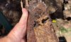 Clay Soil Threatens Caboolture’s Pipe Infrastructure