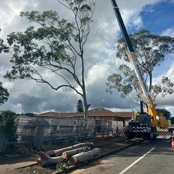 Branches on the ground after removal