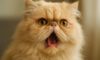 Respiratory Issues in Flat-Faced Cats: An Essential Care Guide
