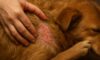Flea Control for Pets: Crucial Autumn Prevention Tips