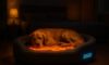 Temperature-Controlled Beds for Pets: Ensuring Your Pet’s Comfort