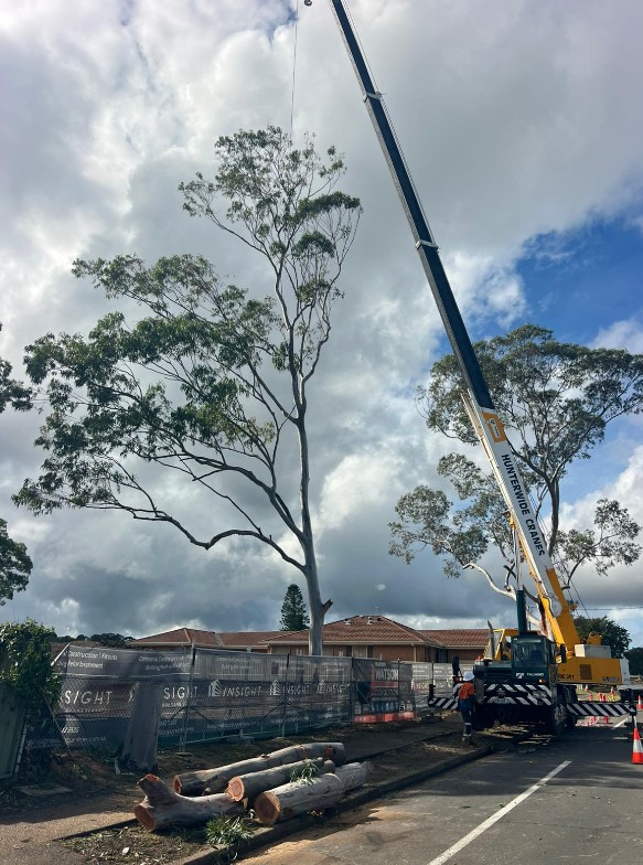 Crane-assisted tree removal