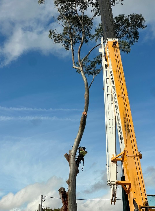 Midway through the tree removal